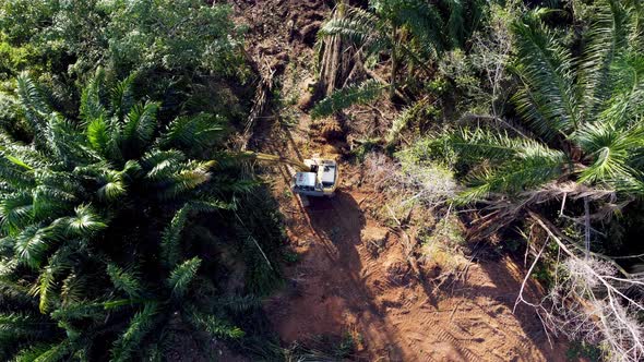 Aerial look down excavator clear the dry palm tree