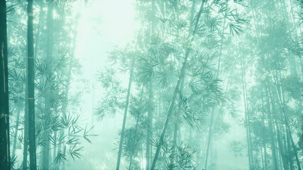 Sunshine in the Morning Mist Bamboo Forest