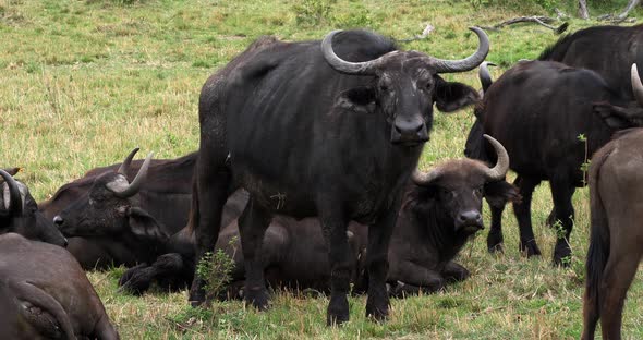 African Buffalo, syncerus caffer, Group resting, Masai Mara Park in Kenya, Real Time 4K