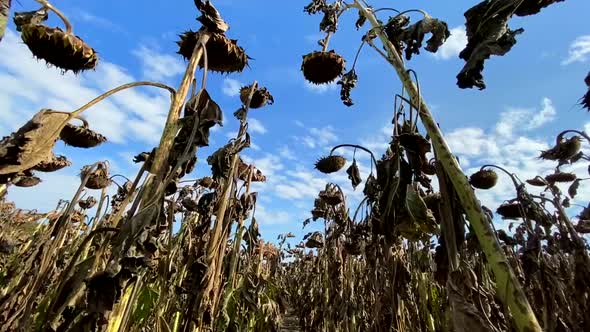 Large Plantation of Ripe Sunflower Ready for Harvest