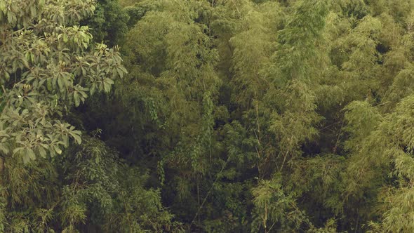 Aerial view, rising above a bamboo forest with normal trees in the background