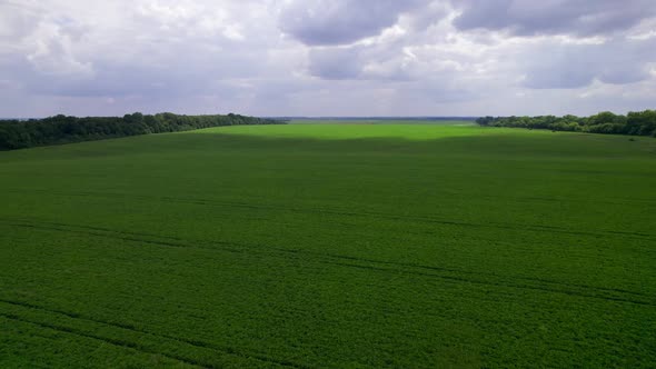 Aerial Drone Footage of a Beautiful Green Field