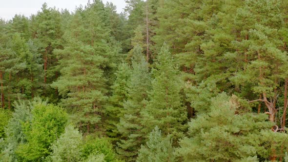 Pine trees in summer forest