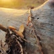 Bare Tree Trunk on Ground at Sunset - VideoHive Item for Sale