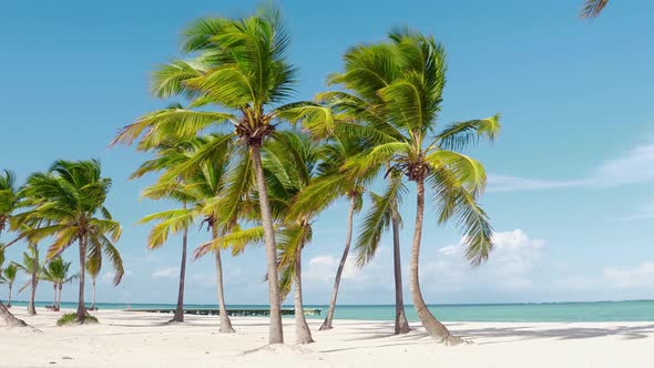 Hawaii White Sand Beach and Palm Trees