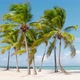 Hawaii White Sand Beach and Palm Trees - VideoHive Item for Sale