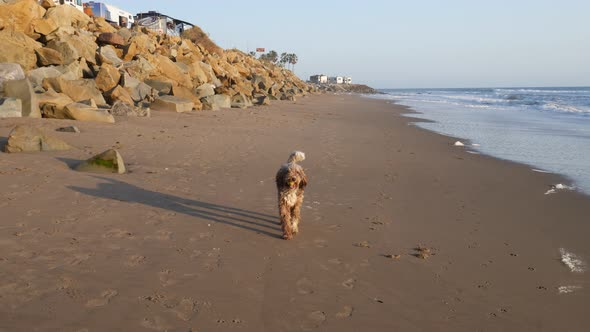 A cute brown furry labradoodle pet dog walking then running fast while playing fetch on the sand bea