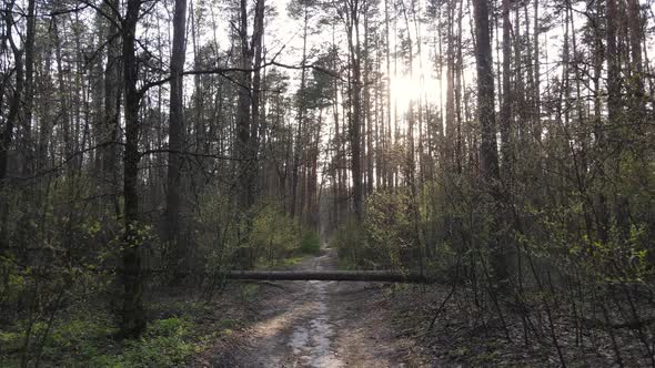 Road in the Forest During the Day Slow Motion