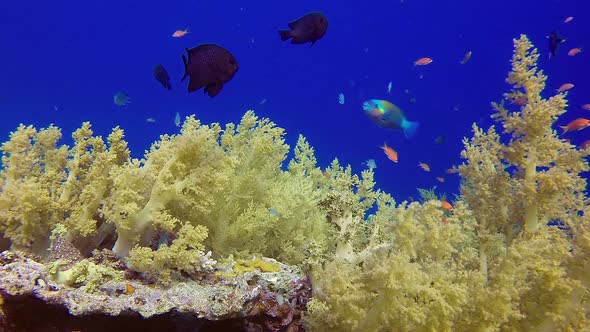 Tropical Blue Water with Broccoli Soft Coral