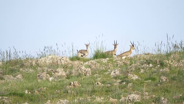 Gazelles Family on the Ridge of a Hill
