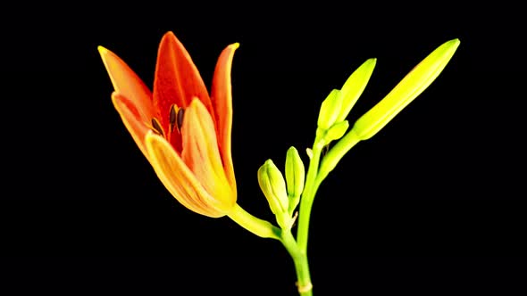 Time Lapse of Beautiful Red Lily Flower Blossoms