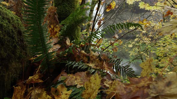 Waterfall viewed through colorful and lush foliage