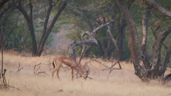 Young Indian Bennetti Gazelle or Chinkara Walking and Grazing in the Forest of Rathnambore National