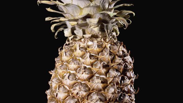 Pineapple Rotates on a Black Background. Detail of Pineapple Scale Skin and Crown. 