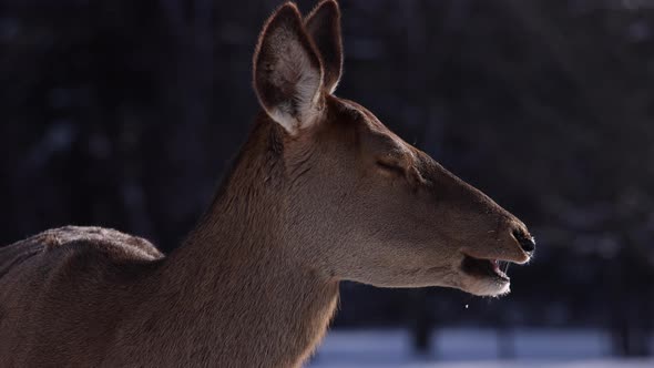 elk chewing slomo snow falling and breathing backlit beauty