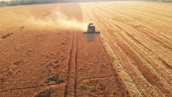 Aerial View Work Combine Harvester and Harvesting in Large Wheat Field