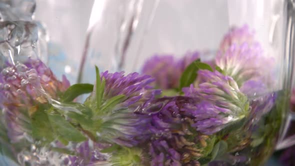 Brewing a tisanes from red clover in a transparent cup. Slow motion.