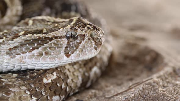 Defensive Puff Adder 