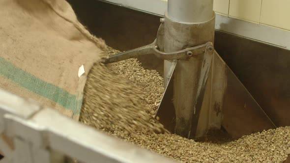 Factory Worker Pouring Raw Coffee Into Machine