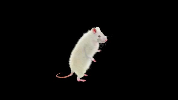 Rat Dancing Hd