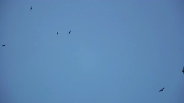 Flock of birds in dusk sky