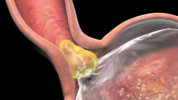 The digestive system. Ingestion and digestion of food