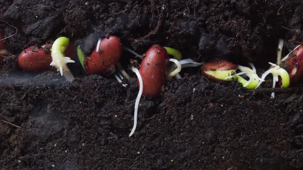 Agriculture concept. Bean seedlings sprout underground. Timelapse