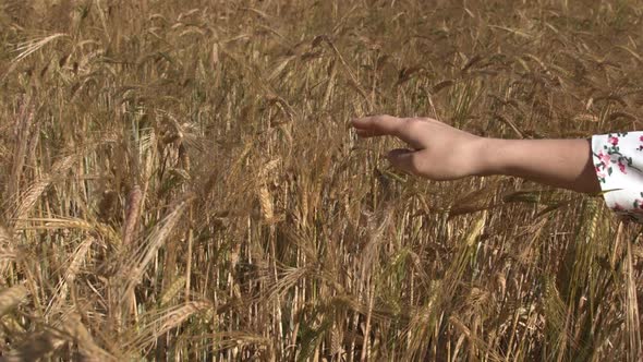 A Woman's Hand Gently Touches the Tops of Wheat Ears in a Field