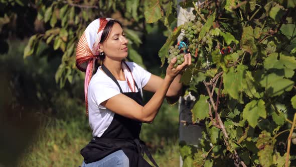 Woman Picking Ripe Grape