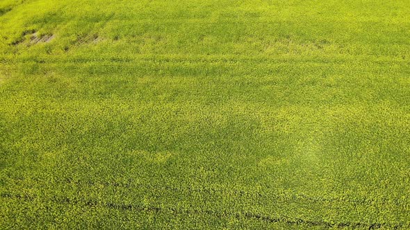 Yellow Rapeseed Flower Field Sunny Day with Blue Sky Sping Time Shot From Drone Aerial