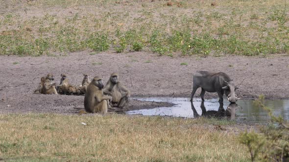 A Troop of chacma baboons and a warthog drinking from a waterhole