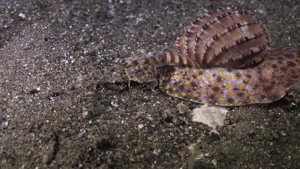 wide angle shot of a harpa shell crawling over volcanic sand.