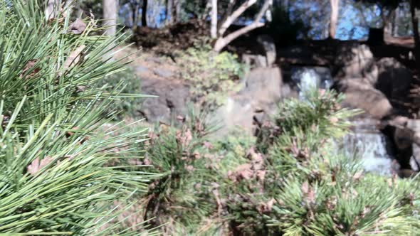 Tilt shot sharp focus of nettle tree to waterfall in background, Ju Raku En Japanese Garden, Toowoom