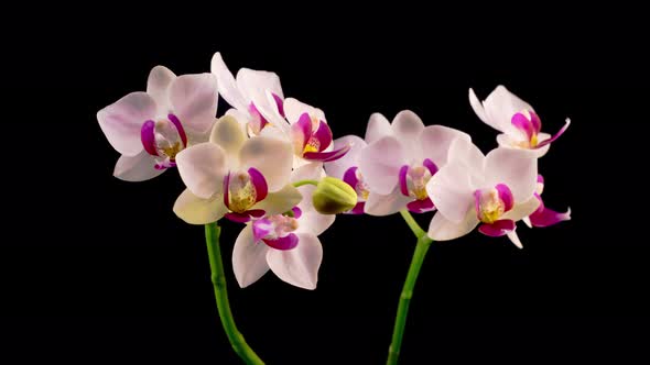 Blooming White Orchid Phalaenopsis Flower