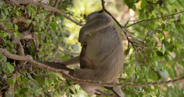 Baby Monkey in Hugs of His Mother Sucking Breast  Bali Indonesia