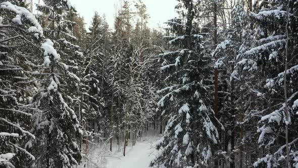 Branches of Fir Trees in the Snow