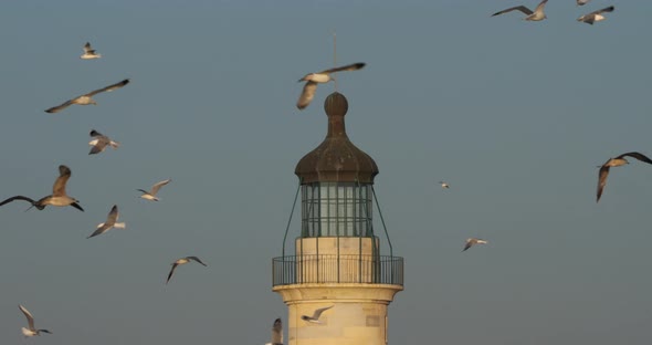 Seagulls flying arond the light house, le Grau du Roi, Occitan, France