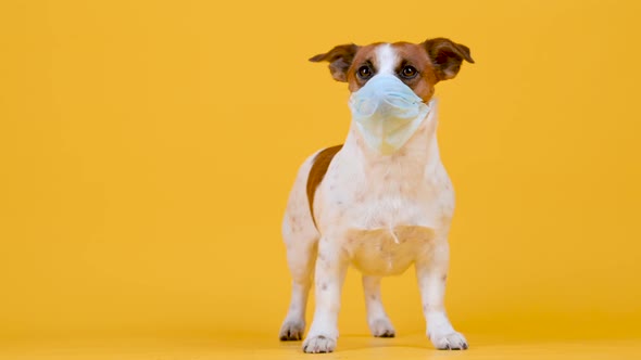 Cute dog in a medical mask on his face on a yellow background.