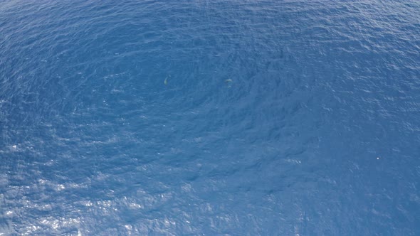 Aerial view of dolphins in open water at Reunion Island.