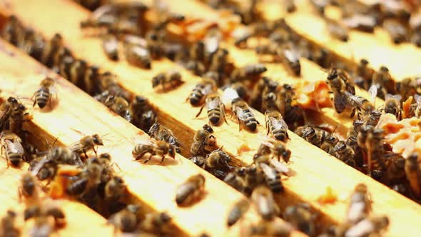 Large Family of Honey Bees Climb Wooden Frames in the Street Closeup on a Sunny Summer Day