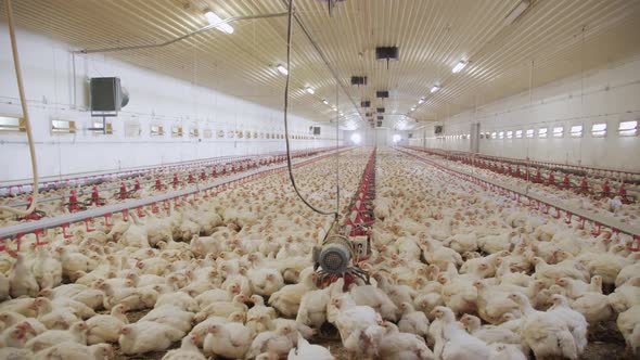 Huge Chicken Farm Poultry Production