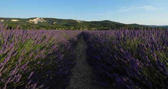 Field of lavenders, Vaucluse department, Provence, France