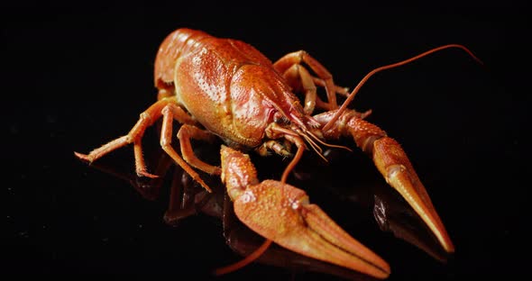 One Boiled Red Crayfish on the Table Rotates