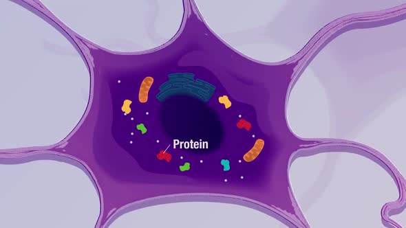 Protein biosynthesis refers to the process whereby biological cells generate new