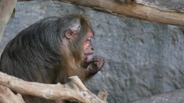 Wild rhesus monkey in the Forest