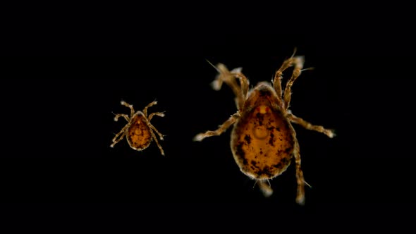 Oribatida Mite Acari Under the Microscope