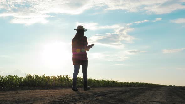 Agriculture Corn Harvest