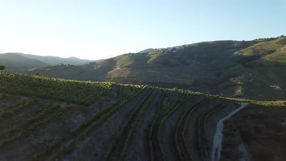 Flying over green Douro Valley vineyard toward hills rising in background as morning sunlight illumi