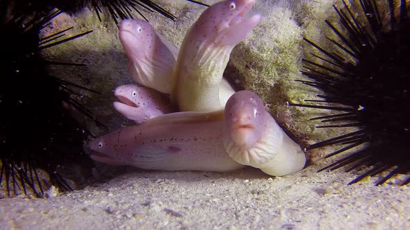 Geometric Grey Morays