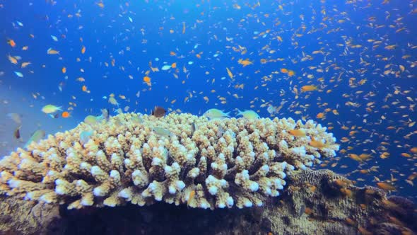 Underwater Fish Tropical Reef Marine